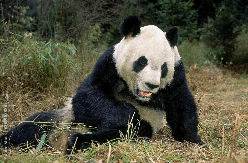 GIANT PANDA ailuropoda melanoleuca, WOLONG RESERVE IN SICHUAN PROVINCE, CHINA