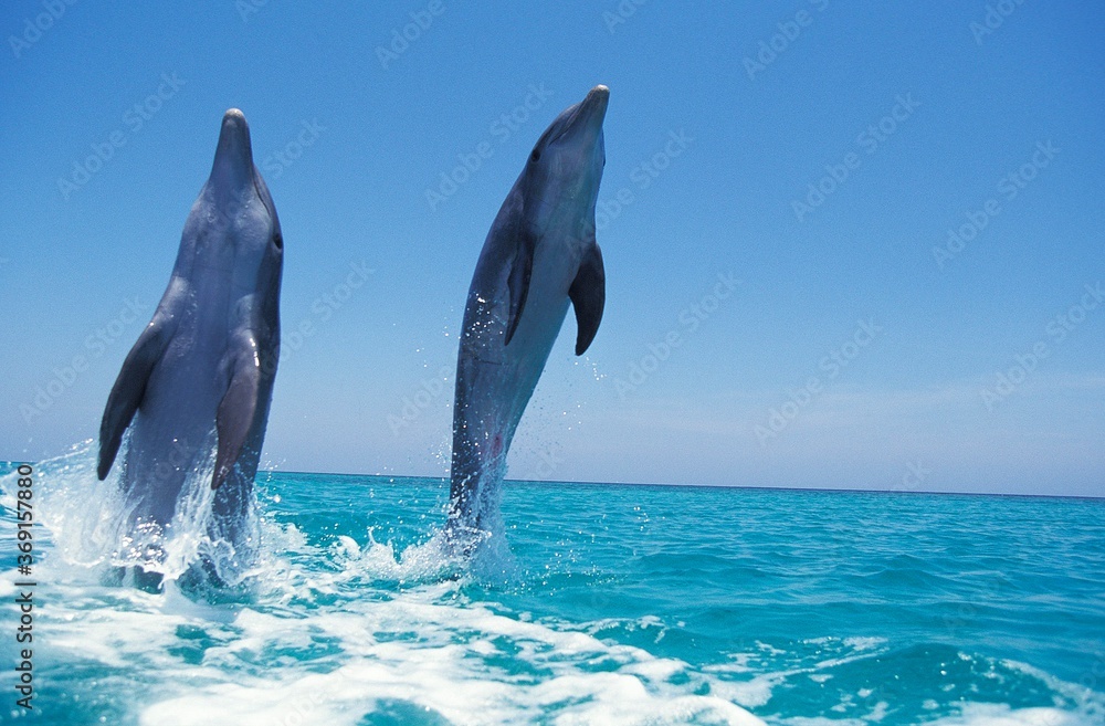 Fototapeta premium BOTTLENOSE DOLPHIN tursiops truncatus, PAIR LEAPING OUT OF WATER, HONDURAS