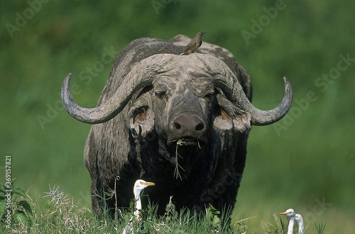 AFRICAN BUFFALO syncerus caffer  ADULT WITH OXPECKER AND CATTLE EGRET  MASAI MARA PARK IN KENYA