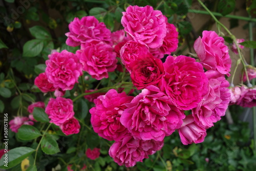 屋外に咲いたピンクの薔薇の花