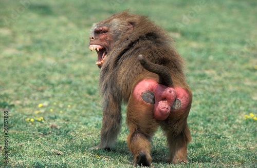 Fotografija HAMADRYAS BABOON papio hamadryas, MALE THREAT DISPLAYING