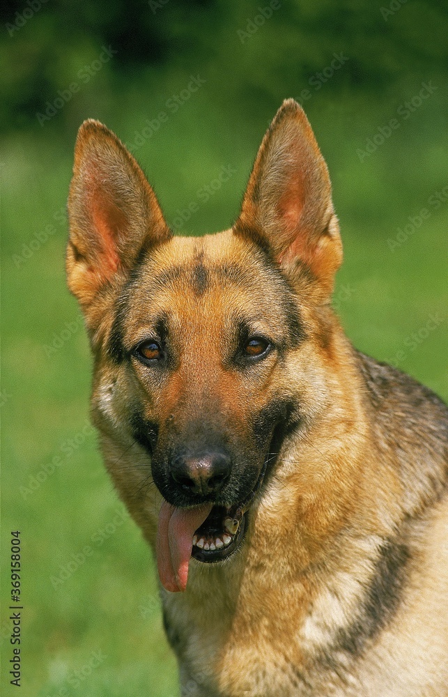 GERMAN SHEPHERD DOG, PORTRAIT OF ADULT WITH TONGUE OUT GERMAN SHEPHERD DOG, PORTRAIT OF ADULT WITH TONGUE OUT
