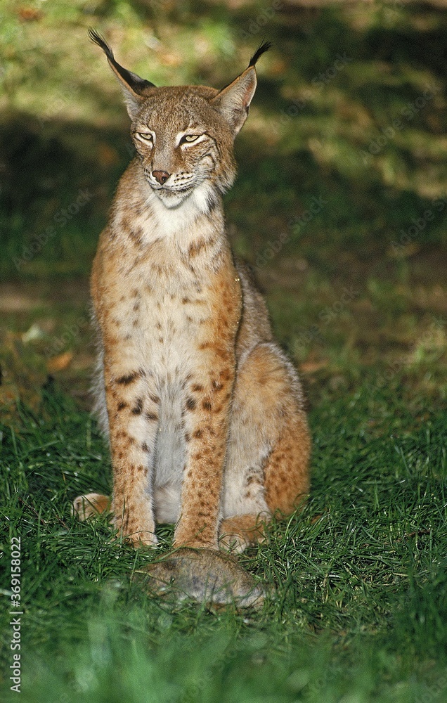 Obraz premium EUROPEAN LYNX felis lynx, ADULT WIHT EUROPEAN RABBIT KILL