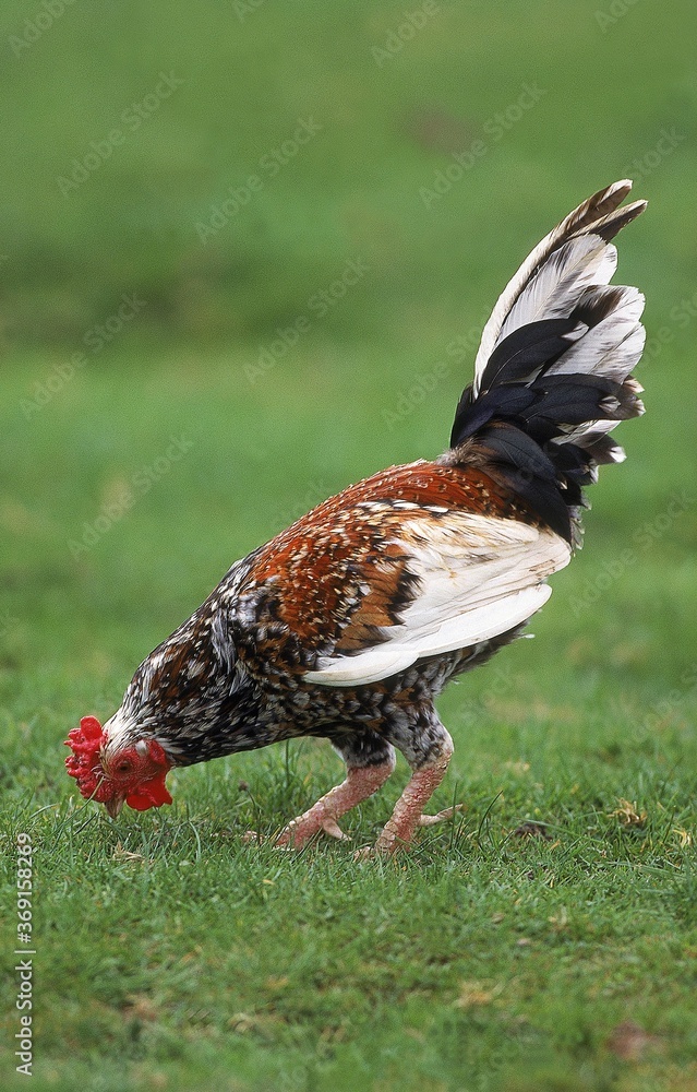 Fototapeta premium DOMESTIC COCK, ADULT EATING