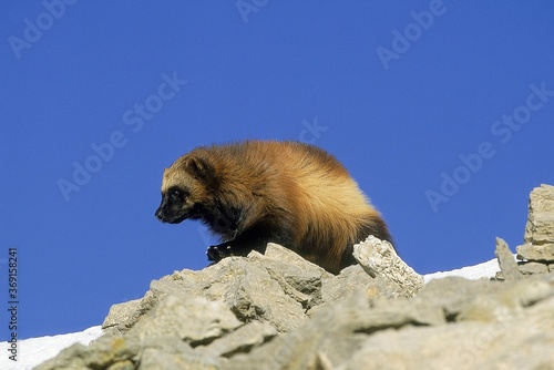 NORTH AMERICAN WOLVERINE gulo gulo luscus, ADULT STANDING ON ROCK, CANADA photo