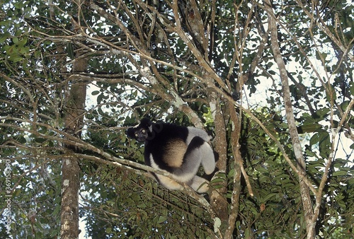 Принти на полотні INDRI indri indri, ADULT HANGING FROM BRANCH, MADAGASCAR