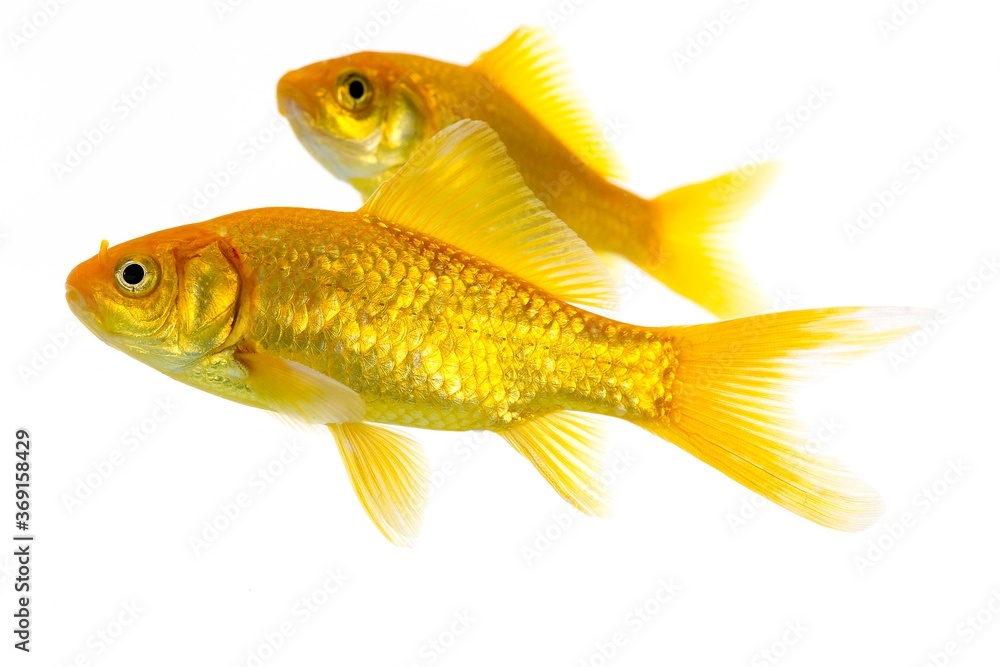 Goldfish, carassius auratus, Adults Against White Background Goldfish, carassius auratus, Adults Against White Background