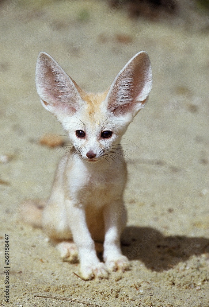 FENNEC OR DESERT FOX fennecus zerda, YOUNG SITTING ON SAND Stock Photo