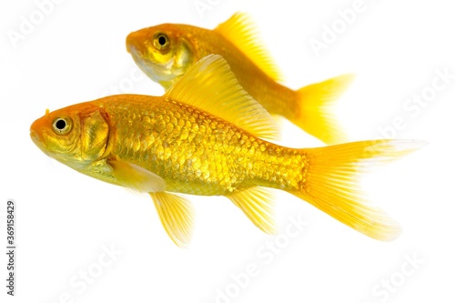 Goldfish, carassius auratus, Adults Against White Background