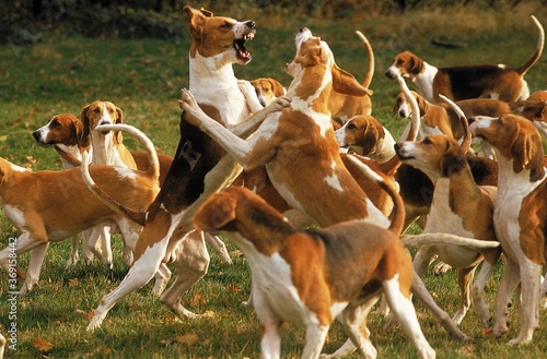 GREAT ANGLO-FRENCH TRICOLOUR HOUND AND GREAT ANGLO-FRENCH WHITE AND ORANGE HOUND, ADULT FIGHTING