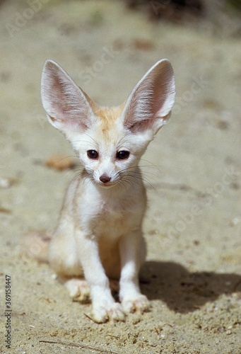 FENNEC OR DESERT FOX fennecus zerda, YOUNG SITTING ON SAND