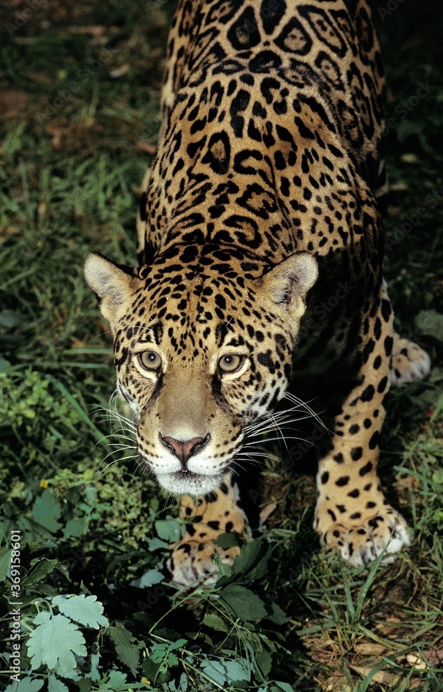 JAGUAR panthera onca, PORTRAIT OF ADULT JAGUAR panthera onca, PORTRAIT OF ADULT