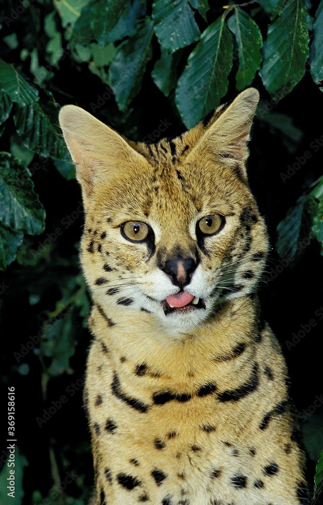 Fototapeta premium SERVAL leptailurus serval, PORTRAIT OF ADULT