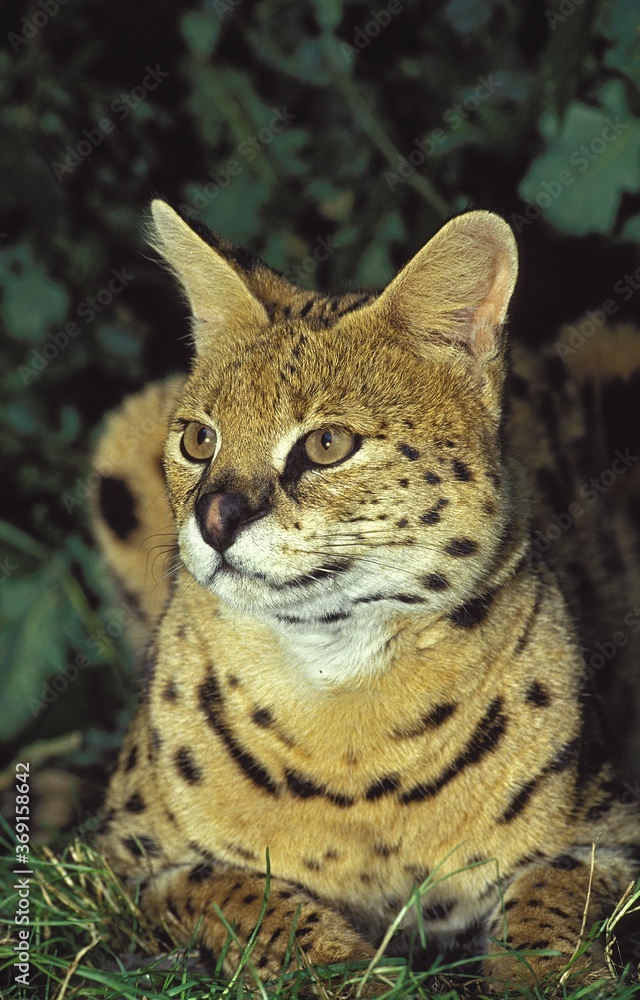 Obraz premium SERVAL leptailurus serval, ADULT LAYING DOWN ON GRASS