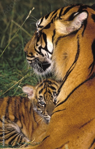 SUMATRAN TIGER panthera tigris sumatrae  FEMALE WITH CUB LAYING DOWN ON GRASS