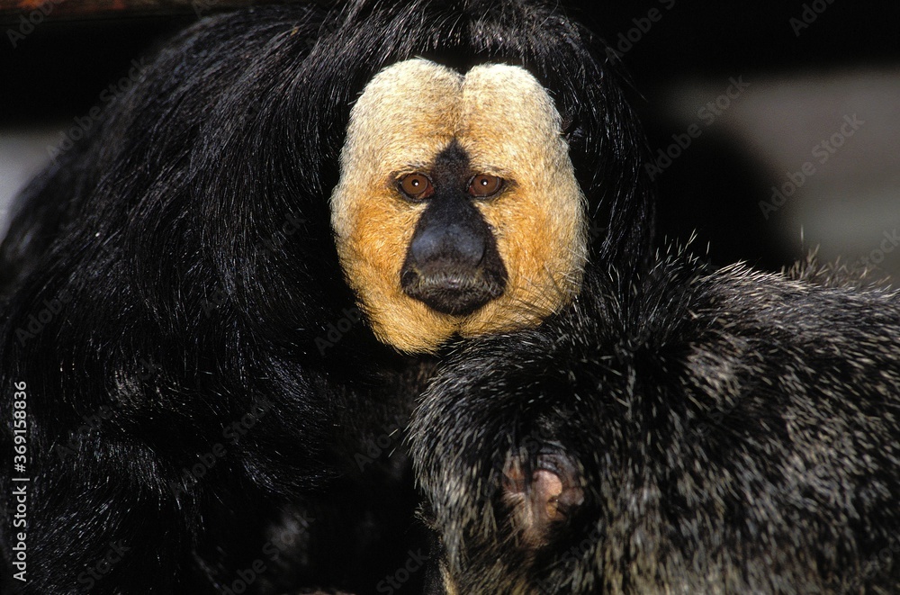 COUPLE OF WHITE FACED SAKI pithecia pithecia, MALE HAS WHITE FACE COUPLE OF WHITE FACED SAKI pithecia pithecia, MALE HAS WHITE FACE