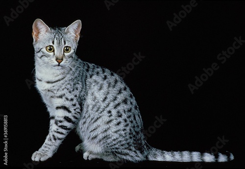 Fotografie EGYPTIAN MAU DOMESTIC CAT, ADULT SITTING AGAINST BLACK BACKGROUND