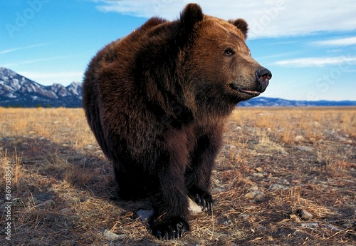 Foto KODIAK BEAR ursus arctos middendorffi, ADULT, ALASKA