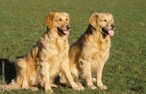 GOLDEN RETRIEVER DOG, ADULTS SITTING ON GRASS