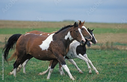 PAINT HORSE, HERD GALOPING THROUGH MEADOW