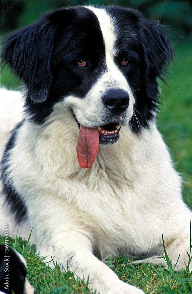 LANDSEER DOG, FEMALE WITH TONGUE OUT