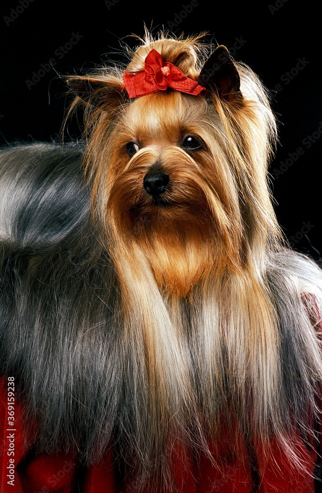 Naklejka premium YORKSHIRE TERRIER, ADULT AGAINST BLACK BACKGROUND