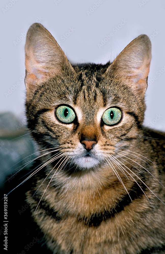 BROWN TABBY DOMESTIC CAT, PORTRAIT OF ADULT