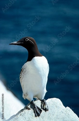 COMMON GUILLEMOT uria aalge  ADULT STANDING ON ROCK  SCOTLAND