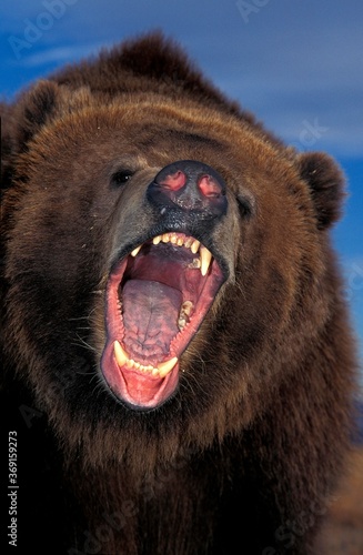 KODIAK BEAR ursus arctos middendorffi, PORTRAIT OF ADULT WITH OPEN MOUTH, THREAT POSTURE, ALASKA