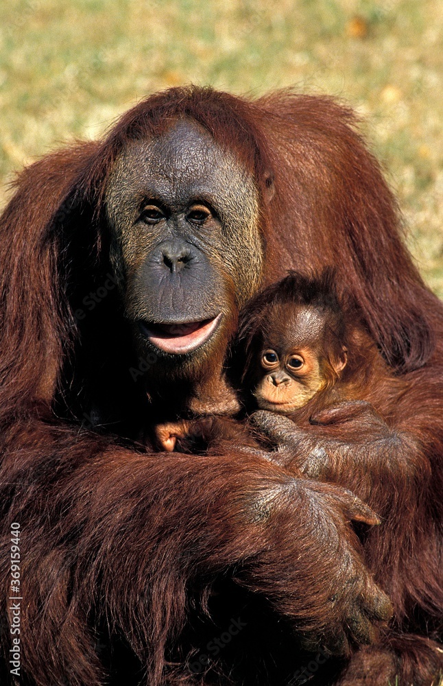 Obraz premium ORANG UTAN pongo pygmaeus, MOTHER CARRYING BABY