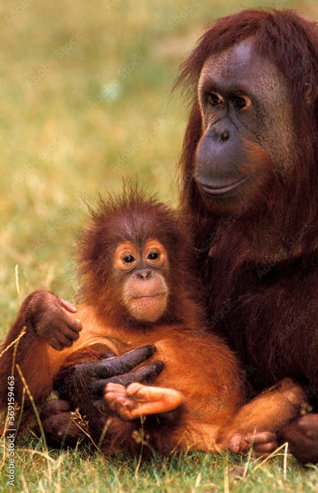 Fototapeta premium ORANG UTAN pongo pygmaeus, FEMALE WITH BABY STANDING ON GRASS
