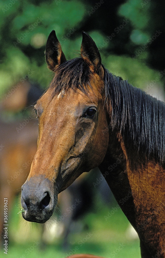 ENGLISH THOROUGHBRED HORSE, PORTRAIT OF ADULT