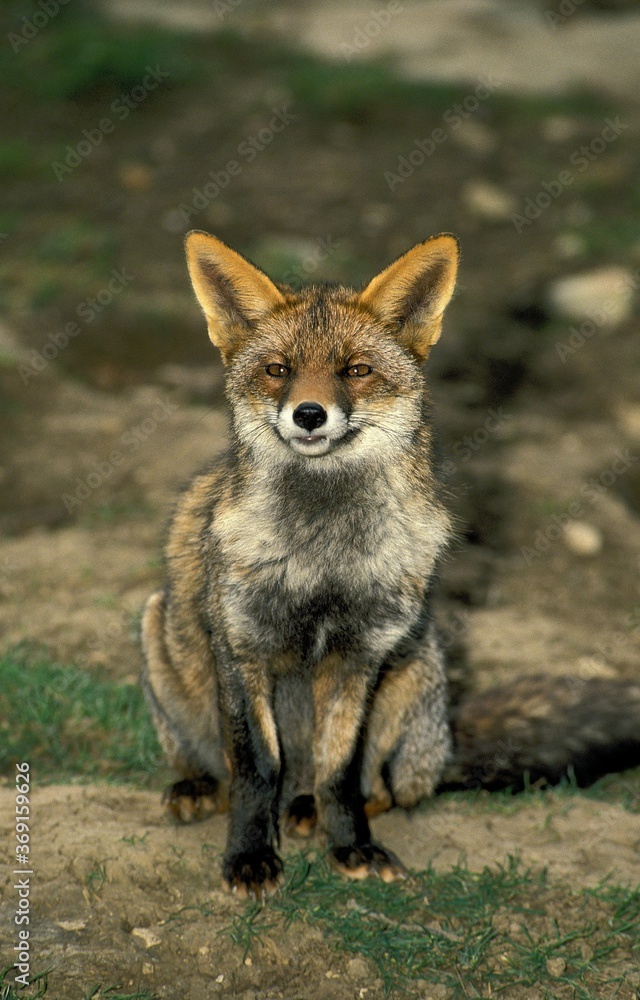 RED FOX vulpes vulpes, ADULT SITTING RED FOX vulpes vulpes, ADULT SITTING