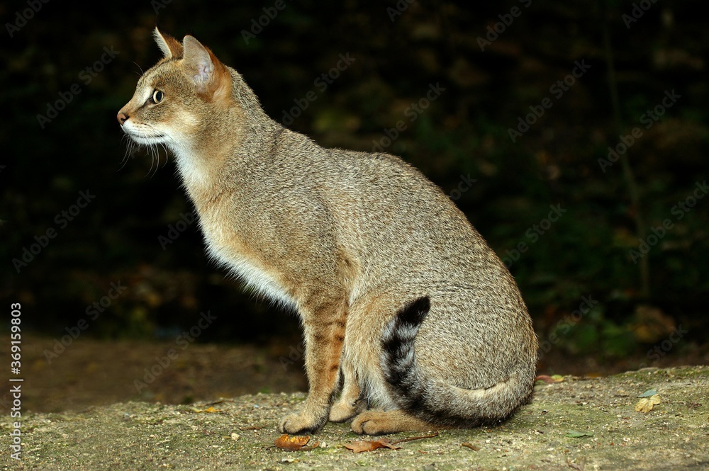 JUNGLE CAT felis chaus, ADULT JUNGLE CAT felis chaus, ADULT