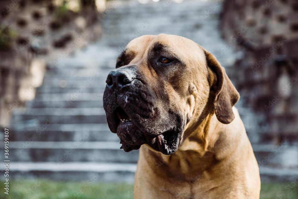 Boerboel, a South African Mastiff Boerboel, a South African Mastiff
