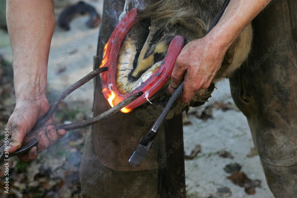 Obraz premium BLACKSMITH SHODING A HORSE, BRANDING A RED HOT IRON ONTO THE HOOF