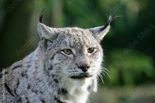 EUROPEAN LYNX felis lynx, PORTRAIT OF ADULT