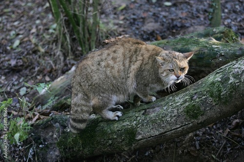 EUROPEAN WILDCAT felis silvestris, ADULT ON BRANCH