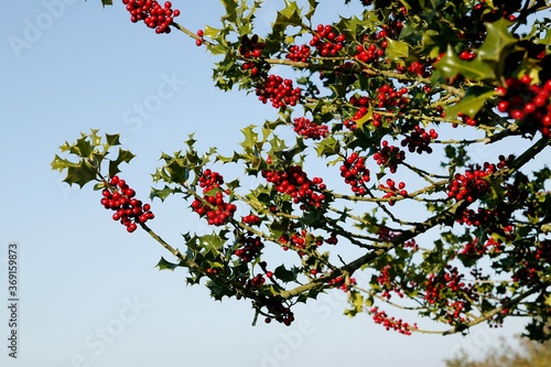 EUROPEAN HOLLY ilex aquifolium WITH RED BERRIES, NORMANDY IN FRANCE