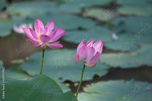 Selective focus pink water lily flower blooming in tropical pond park.