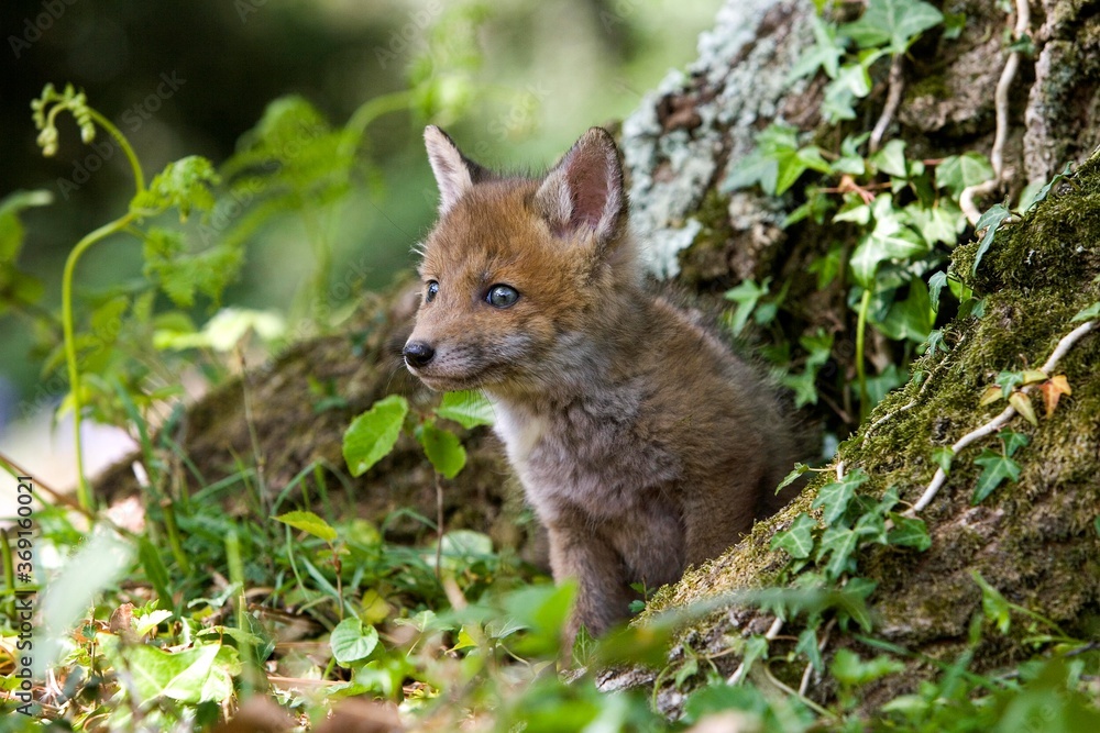 RED FOX vulpes vulpes, PUP STANDING AT DEN ENTRANCE, NORMANDY IN FRANCE RED FOX vulpes vulpes, PUP STANDING AT DEN ENTRANCE, NORMANDY IN FRANCE