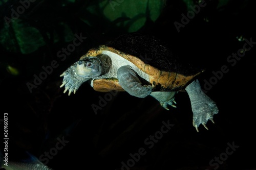 GIANT ASIAN POND TURTLE OR TEMPLE TURTLE heosemys grandis, ADULT