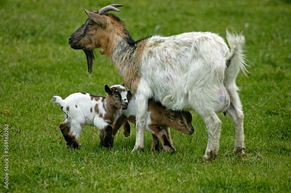 PYGMY GOAT OR DWARF GOAT capra hircus, MOTHER WITH KID PYGMY GOAT OR DWARF GOAT capra hircus, MOTHER WITH KID