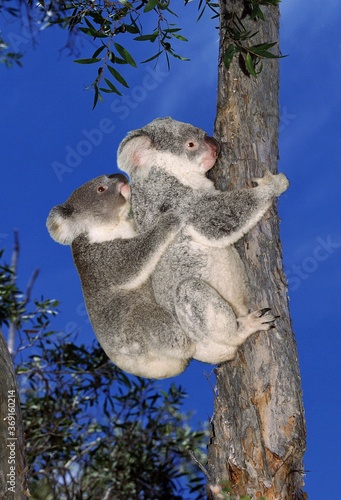 Photography KOALA phascolarctos cinereus, MOTHER CARRYING JOEY ON ITS BACK, AUSTRALIA