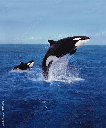 KILLER WHALE orcinus orca, MOTHER AND CALF LEAPING