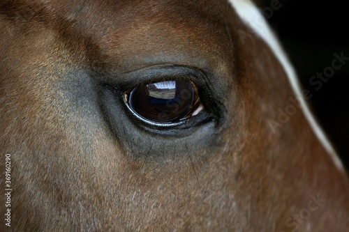 HEAD OF HORSE  CLOSE-UP OF EYE