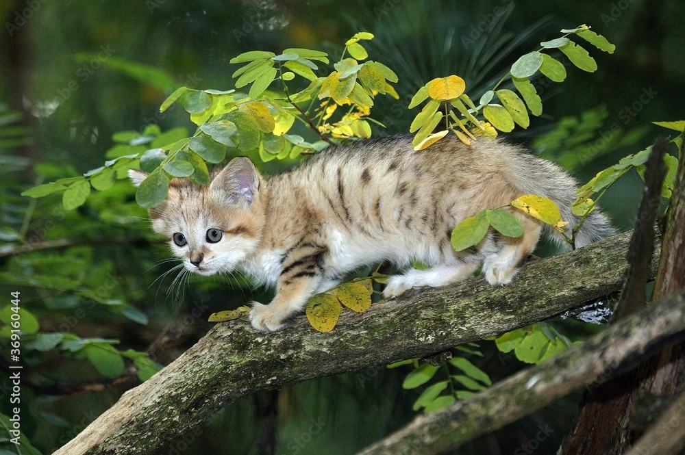 SAND CAT felis margarita, CUB STANDING ON BRANCH SAND CAT felis margarita, CUB STANDING ON BRANCH