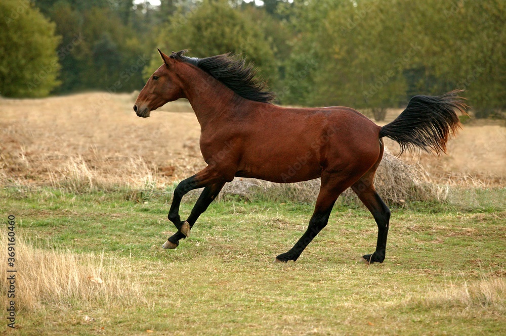 LUSITANO HORSE GALLOPING THROUGH MEADOW LUSITANO HORSE GALLOPING THROUGH MEADOW