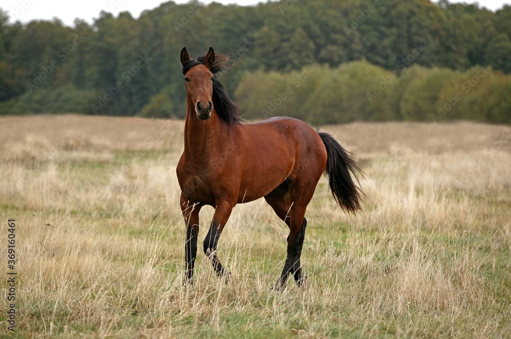 LUSITANO HORSE STANDING ON DRY GRASS LUSITANO HORSE STANDING ON DRY GRASS