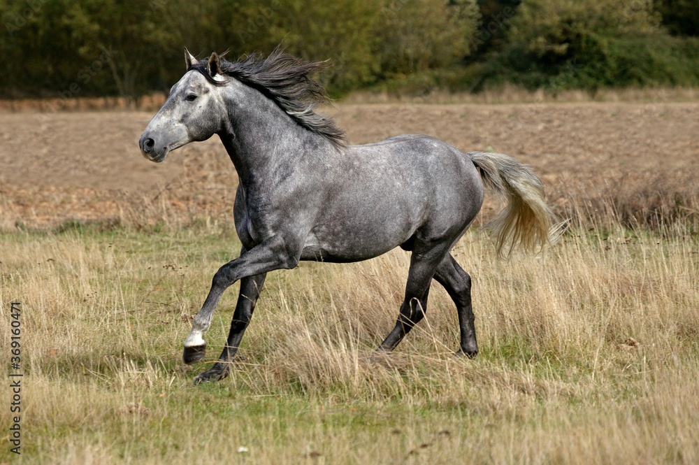 LUSITANO HORSE GALLOPING THROUGH MEADOW LUSITANO HORSE GALLOPING THROUGH MEADOW